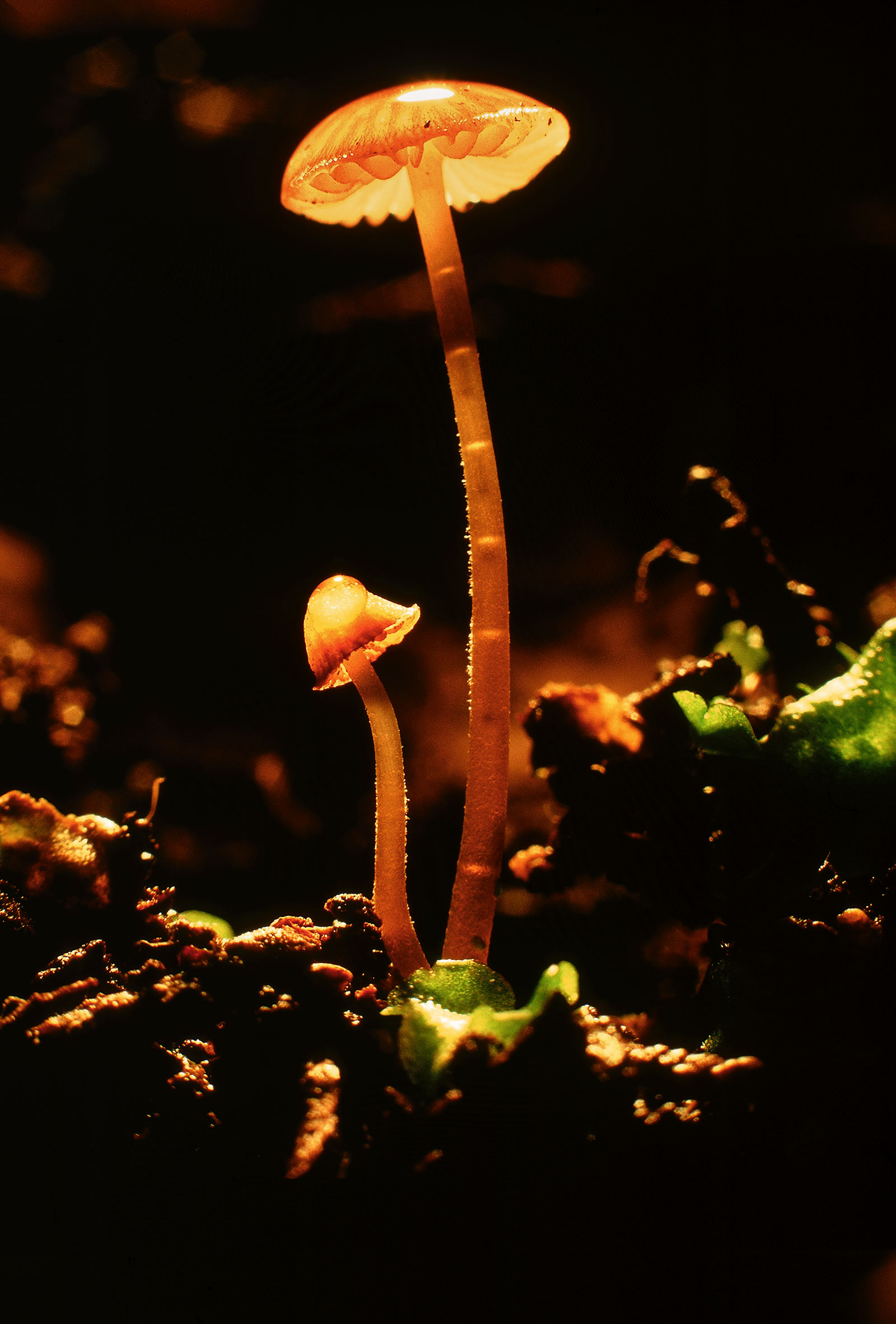 אריסטוקרטית זעירה – לילה ביער טחוב